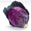 Cabbage Red / Purple
