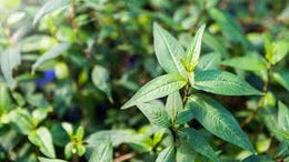 Vietnamese Coriander - Bunch