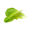 Lettuce Vietnamese - 1 Kg DeliverFresh