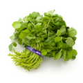 Watercress - 1 Bunch