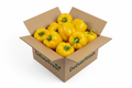 Capsicum Yellow