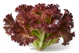 Lettuce Coral Red