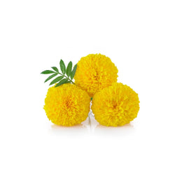 Marigold flower- Punnet