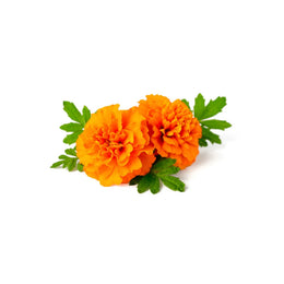 Marigold flower- Punnet