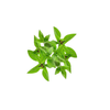 Micro Green Basil - (Bunch)