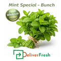Fresh mint special bunch with vibrant green leaves, aromatic herbs for cooking and garnishing
