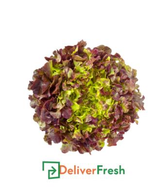 Red oak lettuce with DeliverFresh