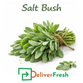 Fresh salt bush leaves bundled on a white background, premium Australian native vegetable for cooking