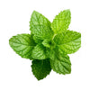 Mint Vietnam - Bunch DeliverFresh