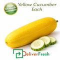 Fresh yellow cucumber sold individually on a white background, premium wholesale vegetable