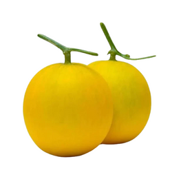 Yellow Cucumber - Each